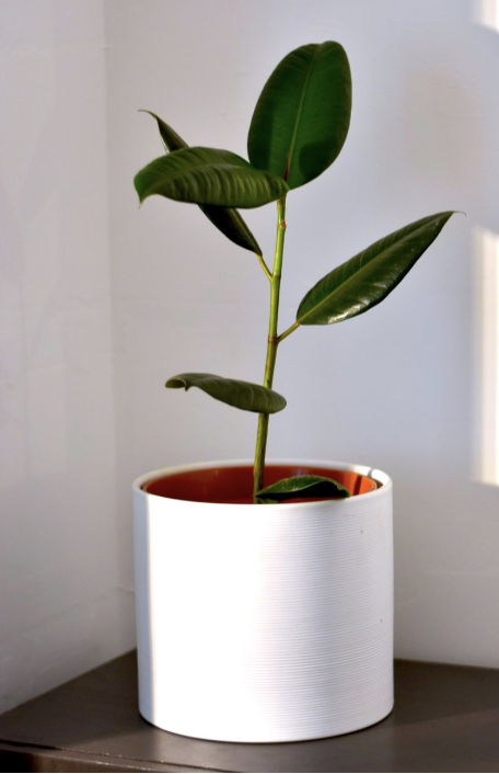 Plant